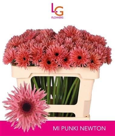 <h4>Gerbera mini spinvormig Punki Newton</h4>
