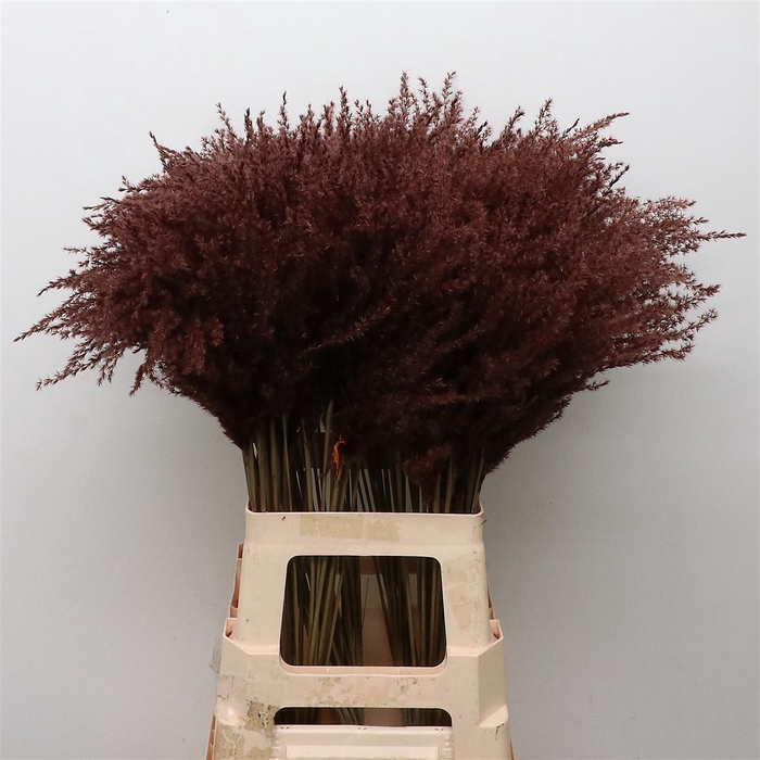 <h4>DRIED STIPA FEATHER CHOCOLATE</h4>