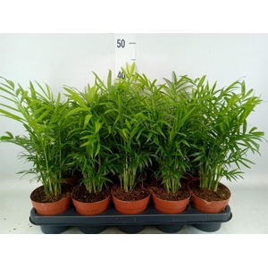 Chamaedorea elegans