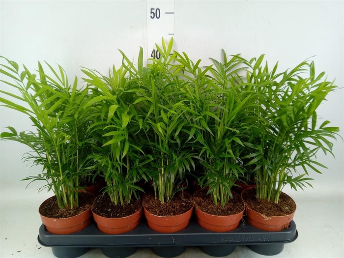 <h4>Chamaedorea elegans</h4>