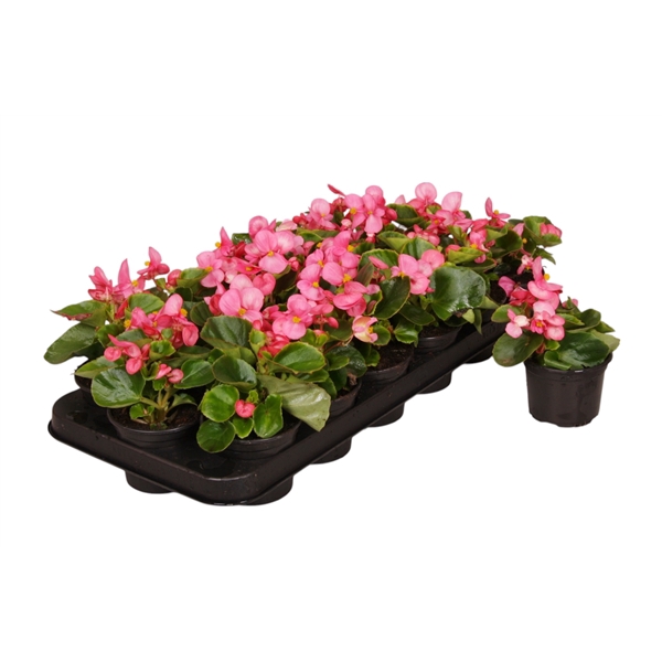 <h4>Begonia Semp groenbladig roze p9</h4>