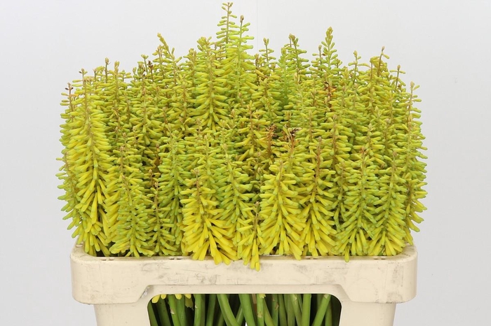 <h4>Kniphofia Sunningdale Yellow</h4>