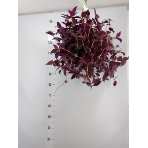Tradescantia   ...