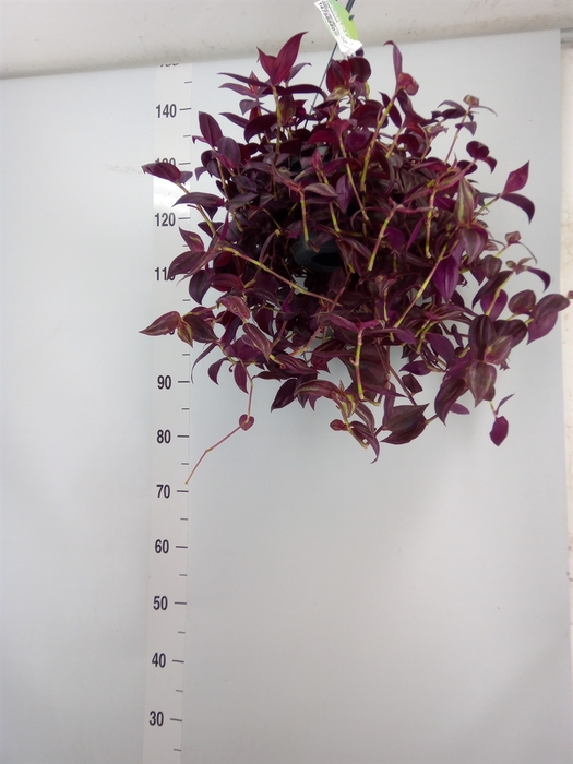 <h4>Tradescantia   ...</h4>
