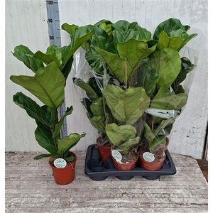 Ficus Lyrata