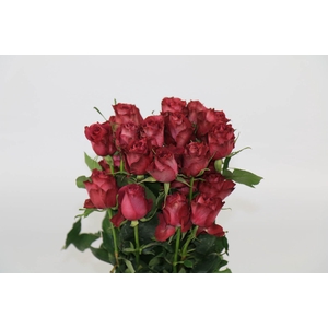Rosa ec blueberry