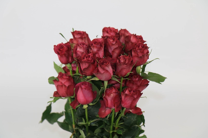 <h4>Rosa ec blueberry</h4>