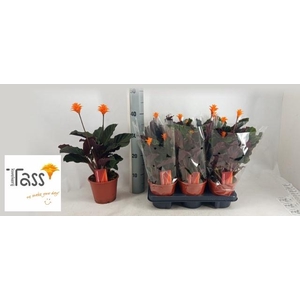 CALAT CROCATA