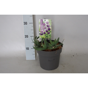 vaste planten 19 cm  Allium Lavender Bubbles