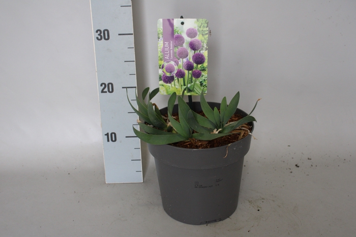 <h4>vaste planten 19 cm  Allium Lavender Bubbles</h4>