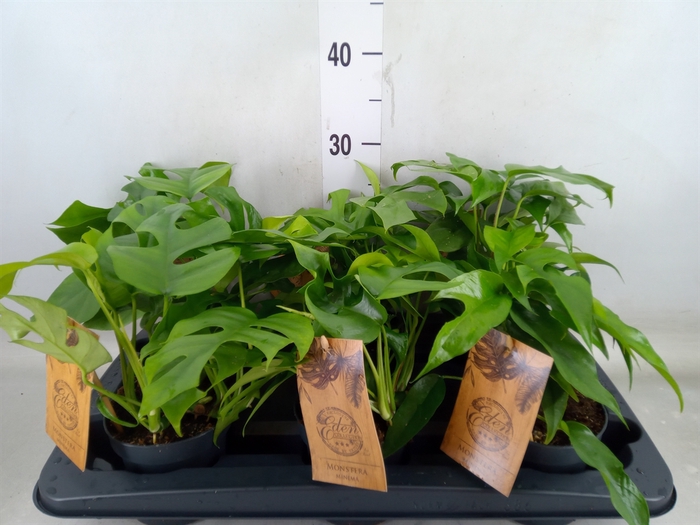 <h4>Monstera   ...</h4>