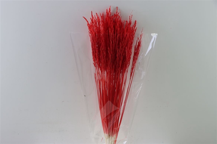 <h4>Dried Rice Grass Red Bunch Slv</h4>