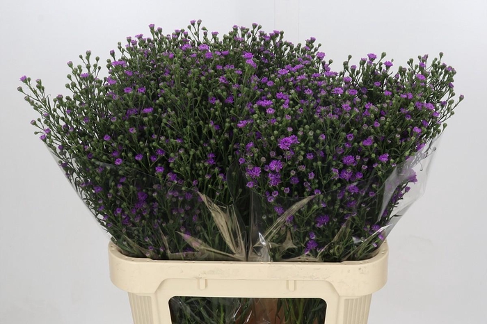 <h4>Aster Baby Pink</h4>