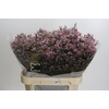 Limonium sinensis Tiffany Diamond