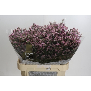 Limonium sinense Tiffany Diamond