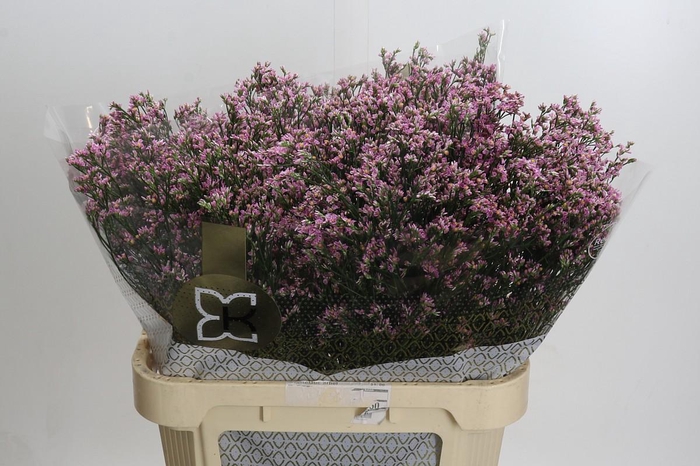Limonium sinensis Tiffany Diamond