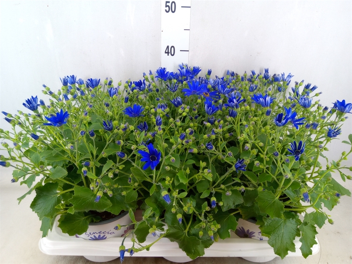 <h4>Pericallis CR 'Senetti Blue Deep'</h4>