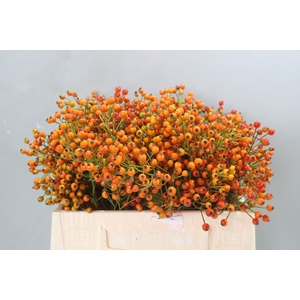 ROSA PRINSBERRY ORAN