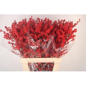 Ilex Verticilata Red Ex X5