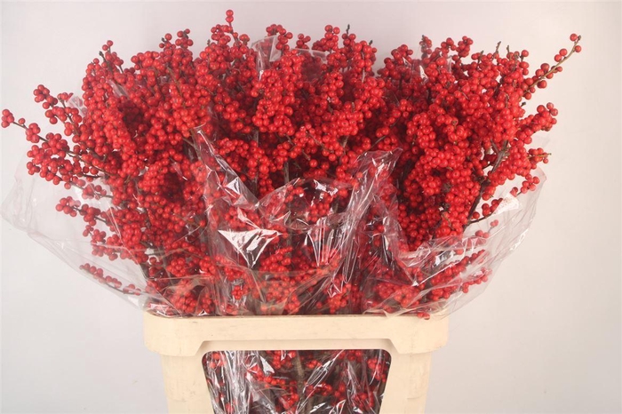 <h4>Ilex Verticilata Red Ex X5</h4>