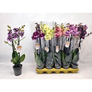 PHAL GEM