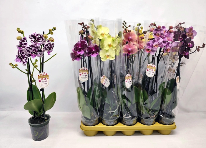 <h4>PHAL GEM</h4>