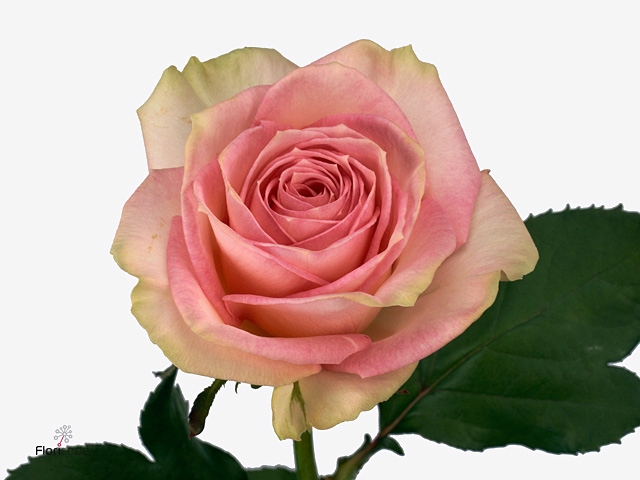 <h4>ROSA GR ESPERANCE</h4>
