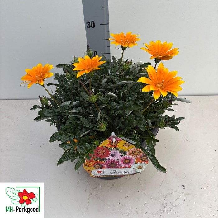 <h4>GAZ R HIGHL YELLOW</h4>