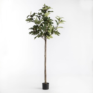 Af Fig Tree In Pot H220 Green