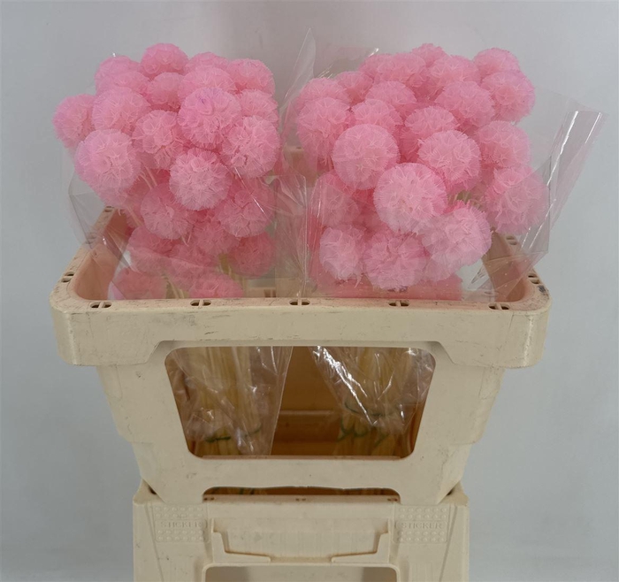 <h4>Dr Scabiosa Stel Bleac Pink</h4>
