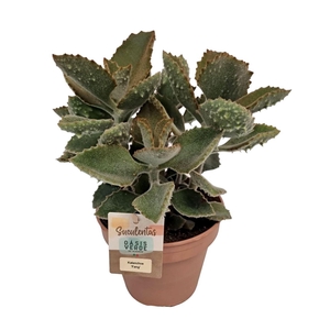 Kalanchoe beharensis