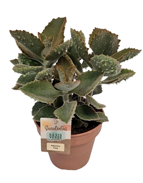 <h4>Kalanchoe beharensis</h4>