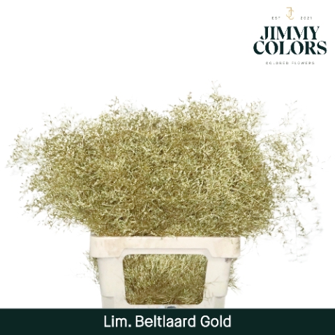 <h4>Lim Bel L70 Metallic gold</h4>