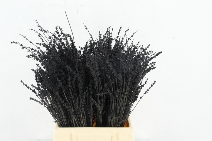 <h4>DF Lavender Bs Black</h4>