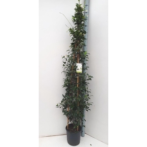 Trachelospermum jasm.