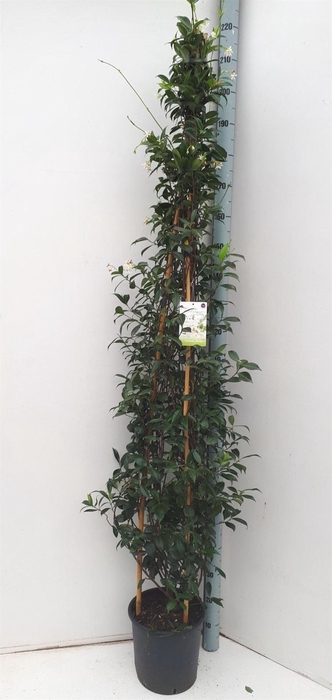 <h4>Trachelospermum jasm.</h4>
