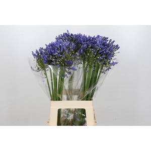 Agapanthus Blue Heaven