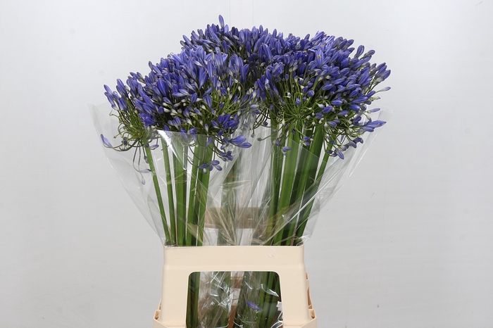 <h4>Agapanthus Blue Heaven</h4>