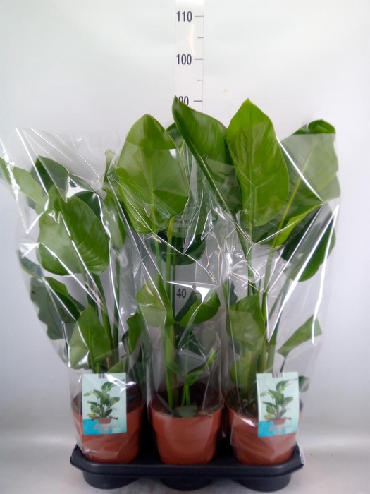 <h4>Strelitzia nicolai</h4>