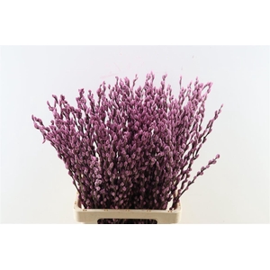 Salix Wilgenkatjes L. Lila Pst