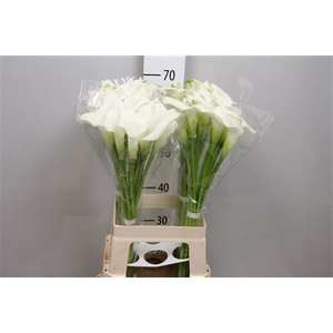 Zantedeschia  'Crystal Blush'