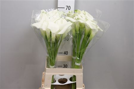 <h4>Zantedeschia  'Crystal Blush'</h4>