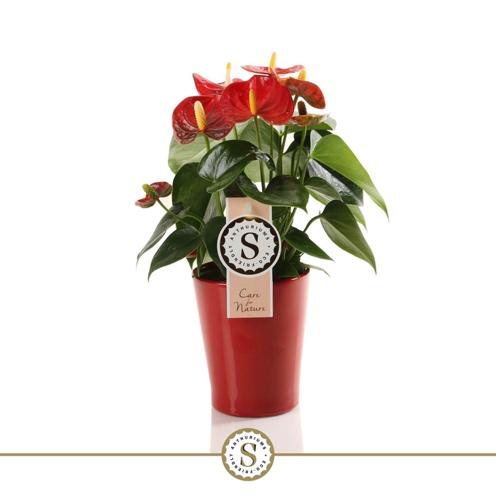 <h4>Red champion 9cm in Paris keramiek</h4>