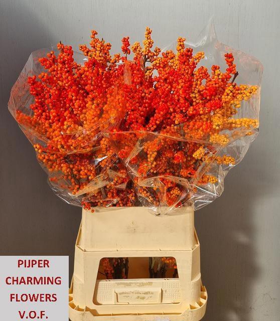 <h4>ILEX VE WINTER GOLD</h4>