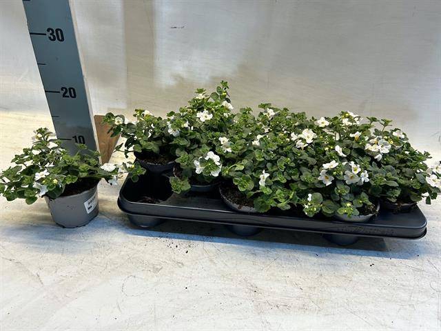 <h4>SUTERA BACOPA WHITE</h4>