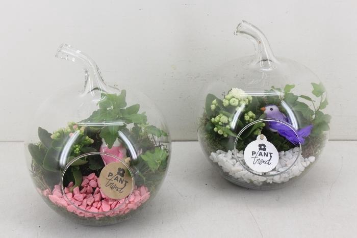 <h4>4870 APPEL ROZE/WIT</h4>