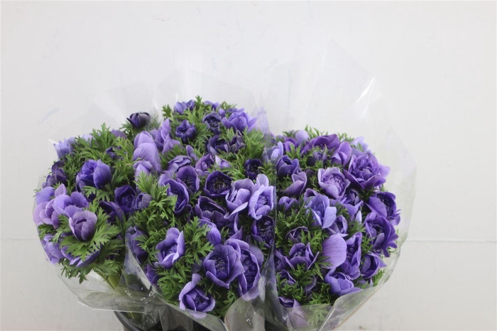 <h4>Anem Levante Azzuro 40cm</h4>