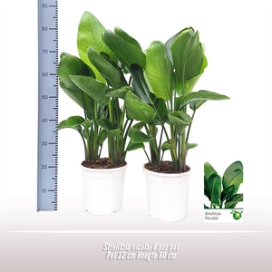 Strelitzia nicolai 6 per pot