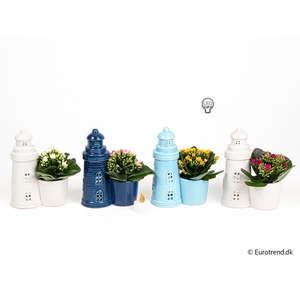 KALANCHOE BLOSSF p6 E 4614