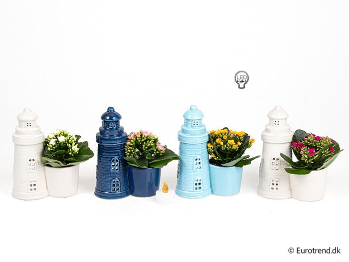 <h4>KALANCHOE BLOSSF p6 E 4614</h4>